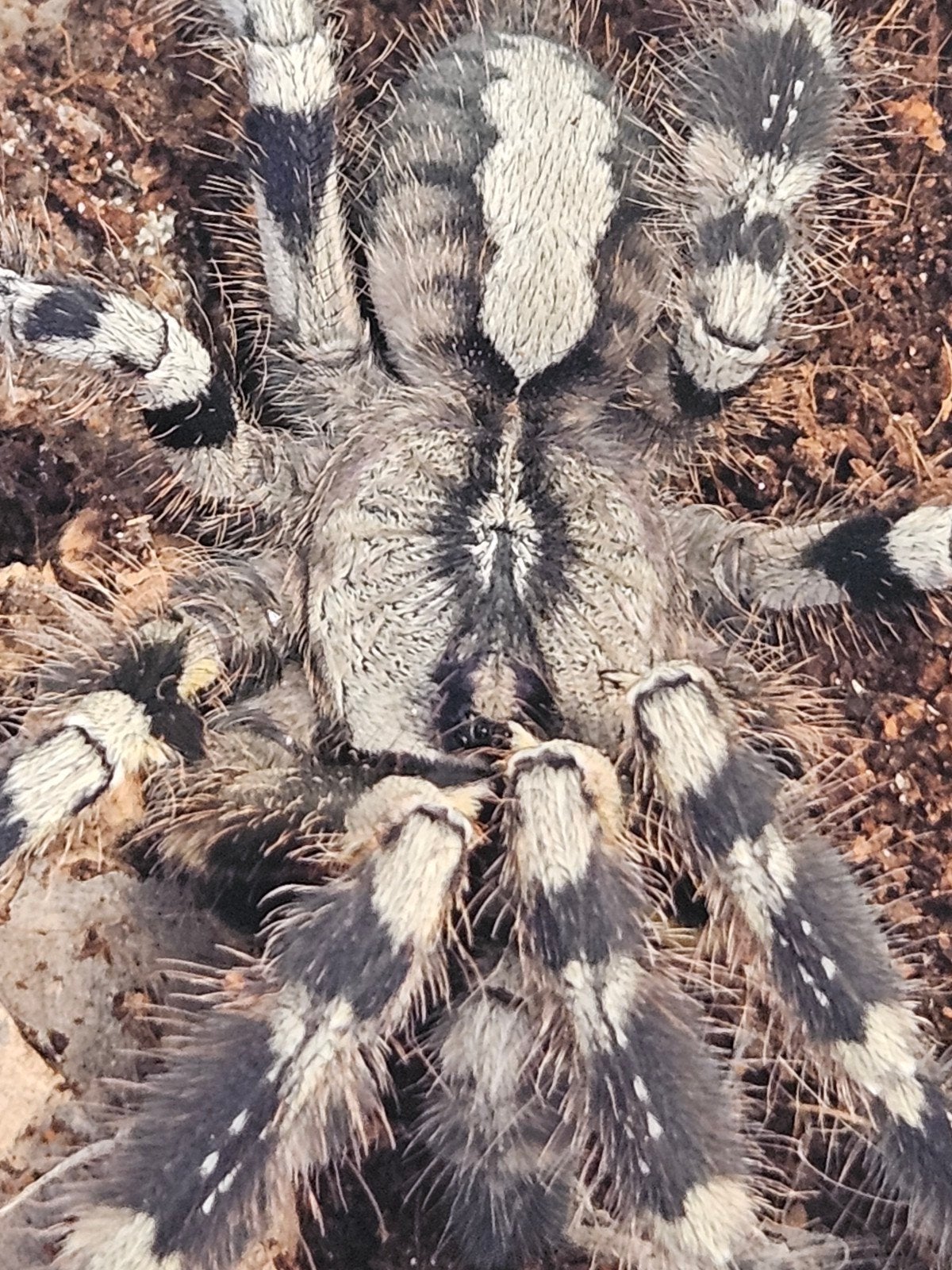 Poecilotheria regalis vrouwtje, Dieren en Toebehoren, Insecten en Spinnen
