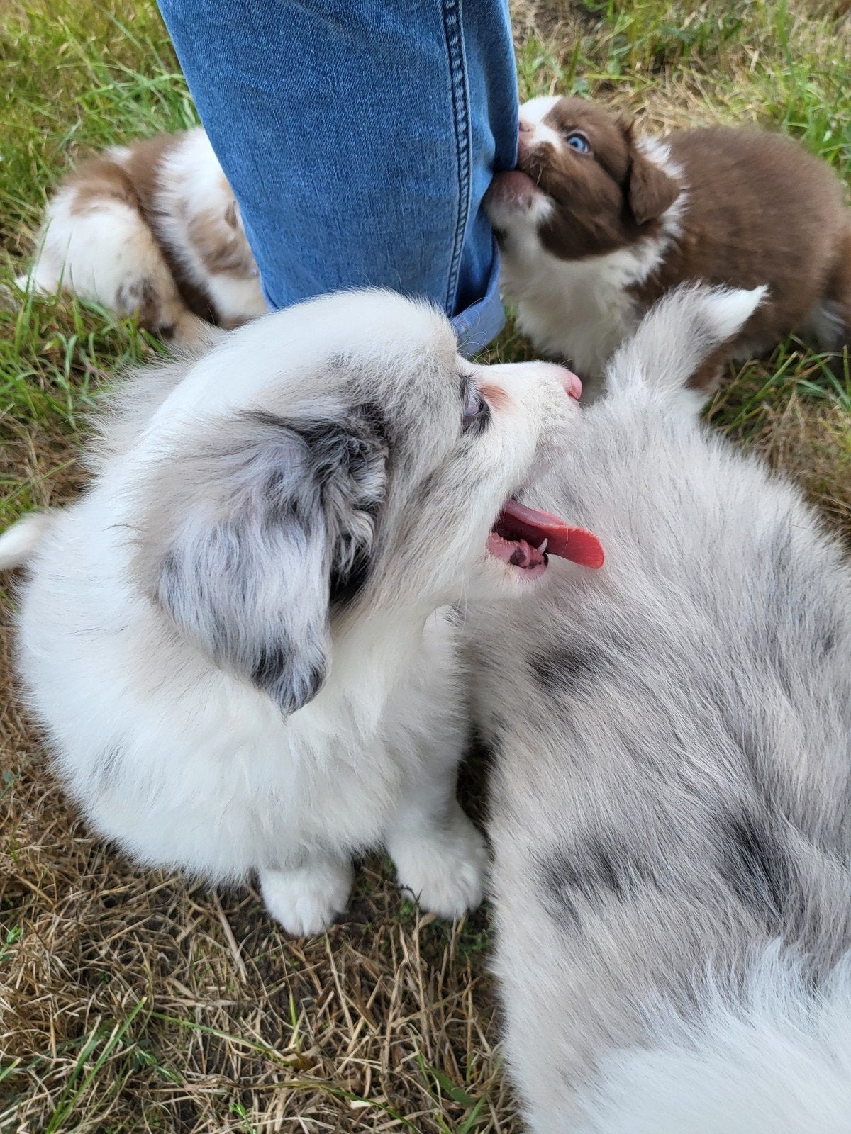 Australische herder pup / Australian Shepherd / Aussi pup, Dieren en Toebehoren, België, Reu, CDV (hondenziekte), 8 tot 15 weken