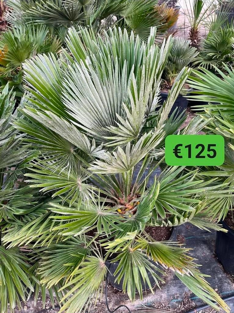 Chamaerops vulcano, Tuin en Terras, Planten | Bomen, Ophalen of Verzenden