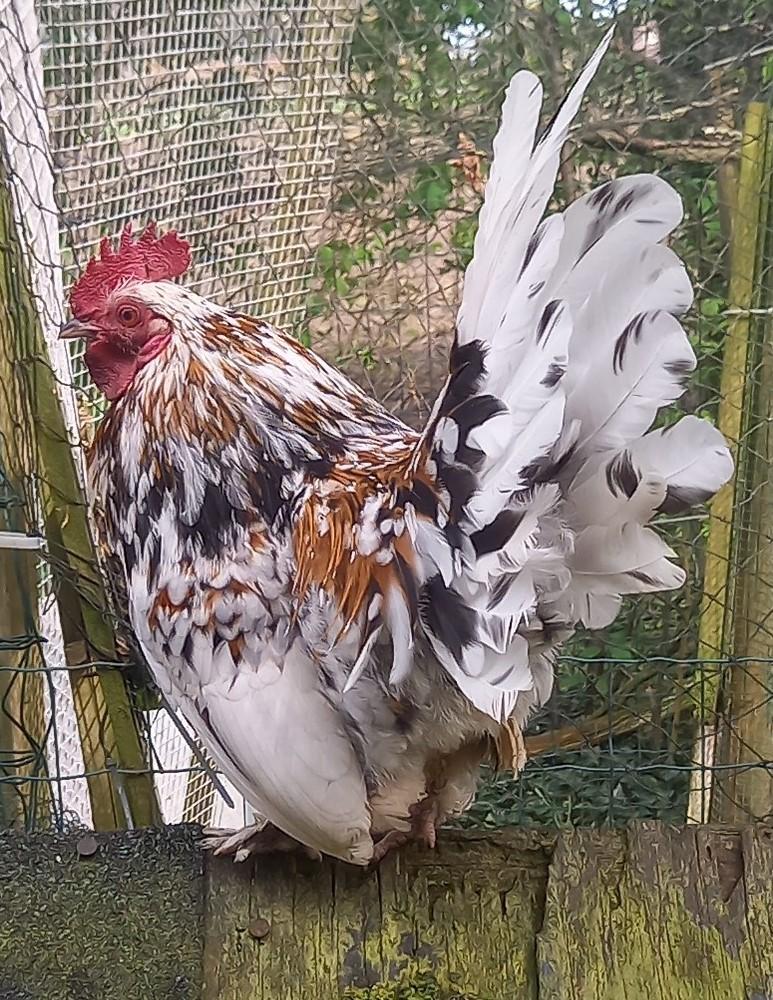 Sabelpoot kriel haantje, Animaux & Accessoires, Volatiles, Poule ou poulet, Mâle