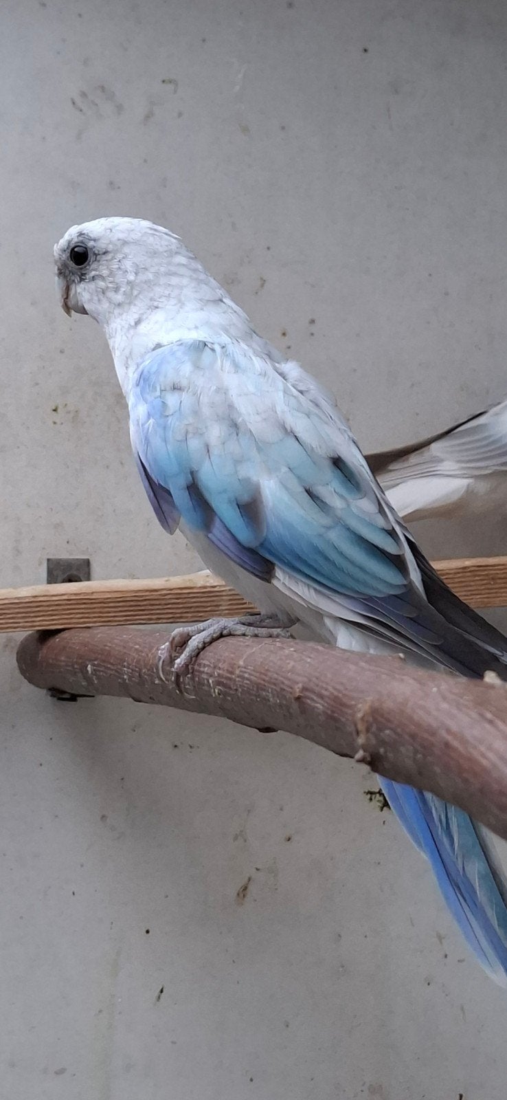 blauw golden opaline / pastel, Vrouwelijk, Parkiet, Geringd