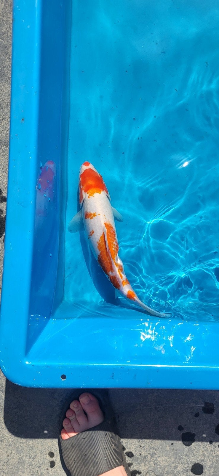 Kohaku koi 35 cm