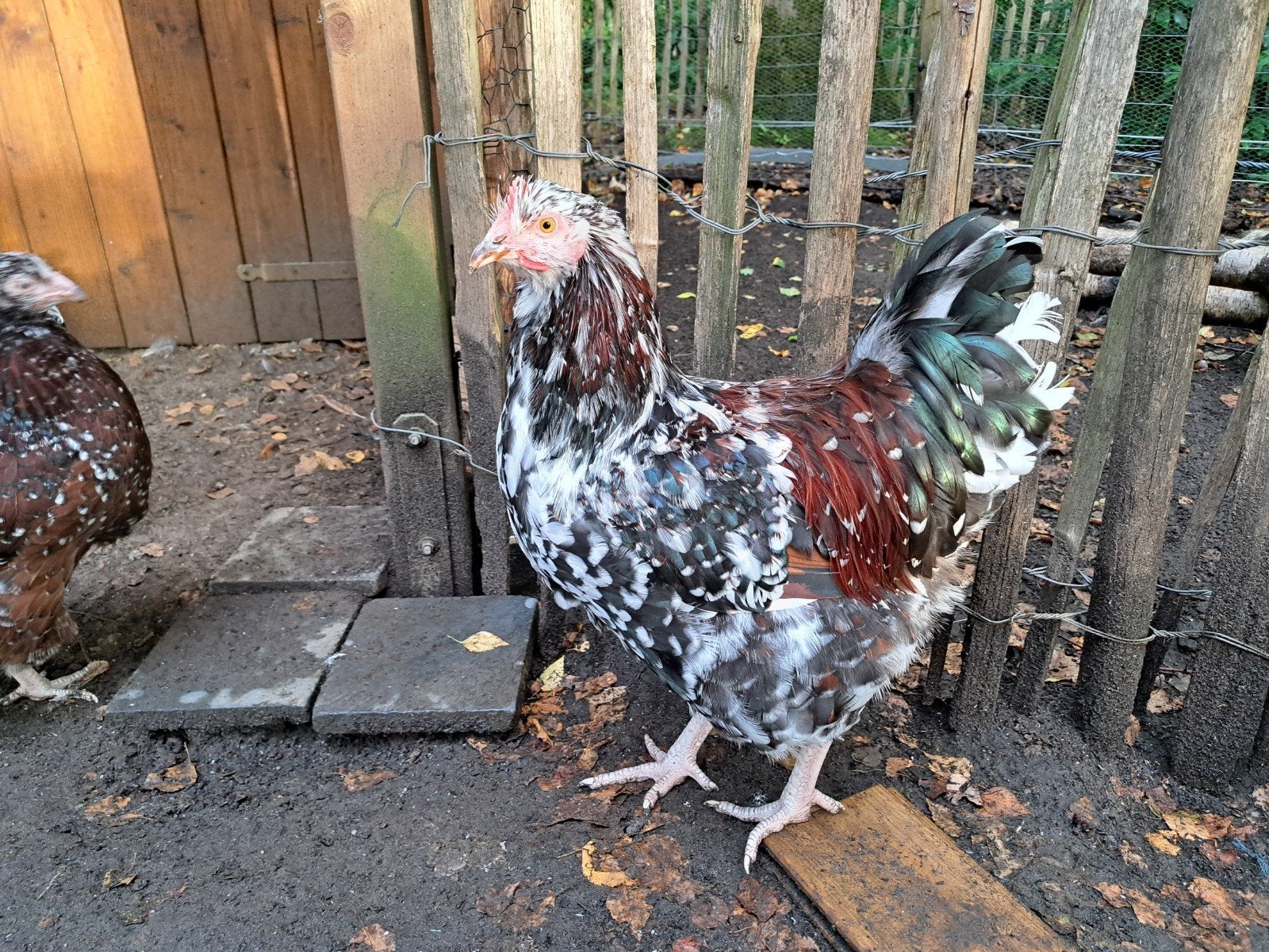 Knappe jonge Orpington haan, Porcelein kleur, Mâle, Poule ou poulet