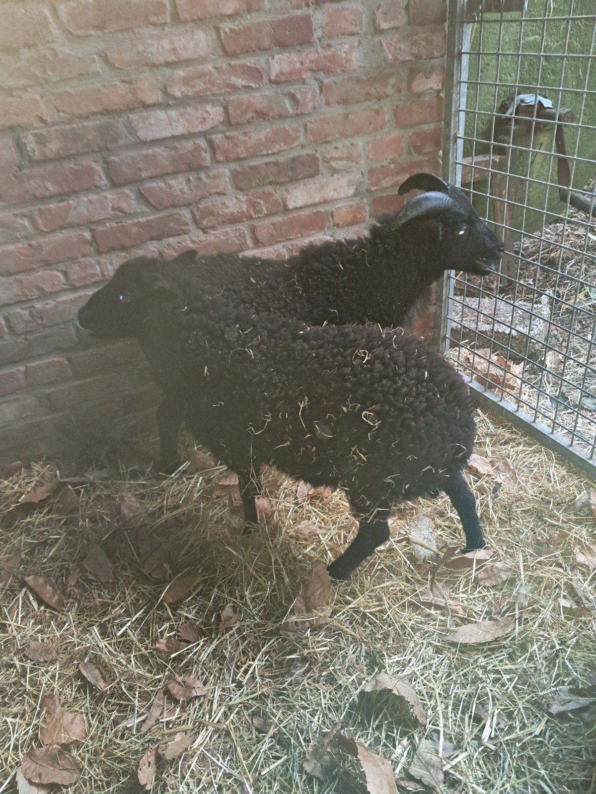 jonge ouessant schaapjes, Dieren en Toebehoren