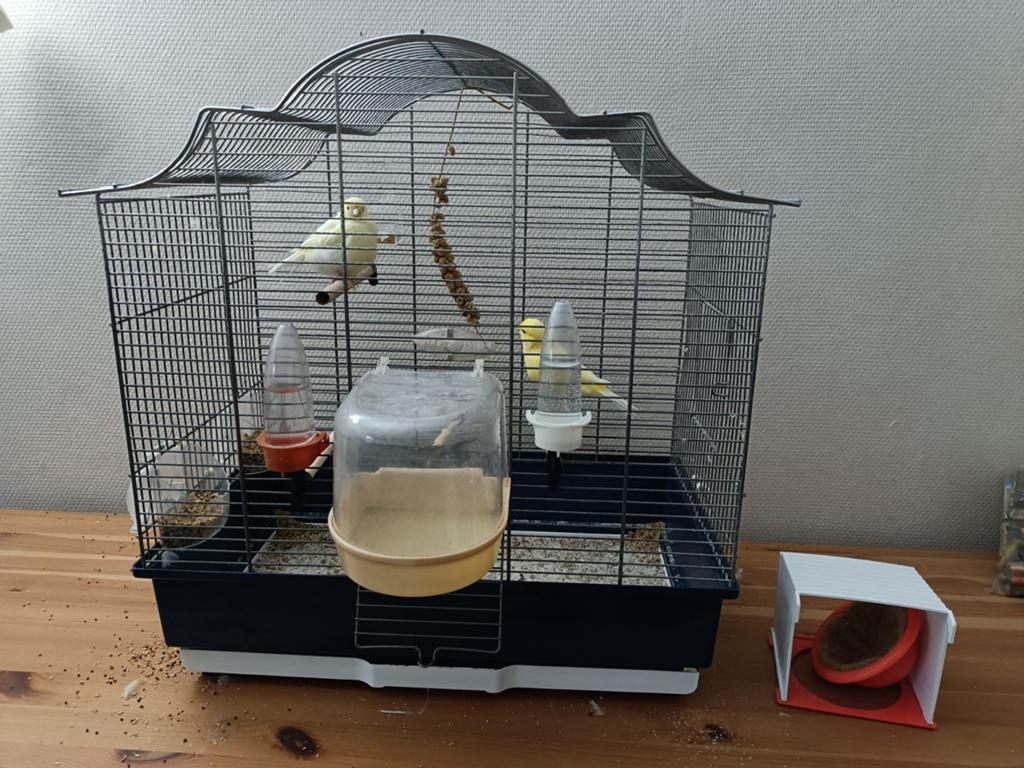 Canari à vendre, Animaux & Accessoires, Enlèvement, Utilisé, Métal, Cage à oiseaux