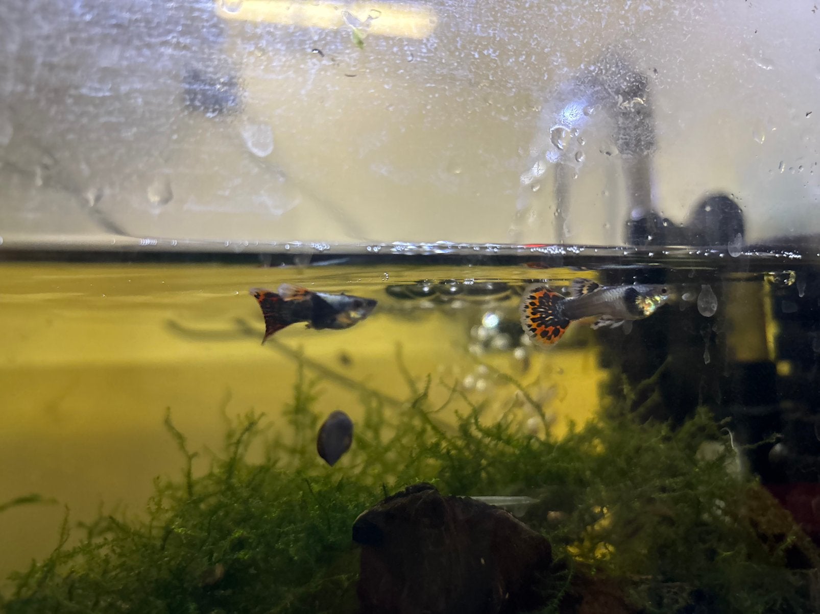 2x Blue Moscow Guppy Mannetjes (Low Grade), Animaux & Accessoires