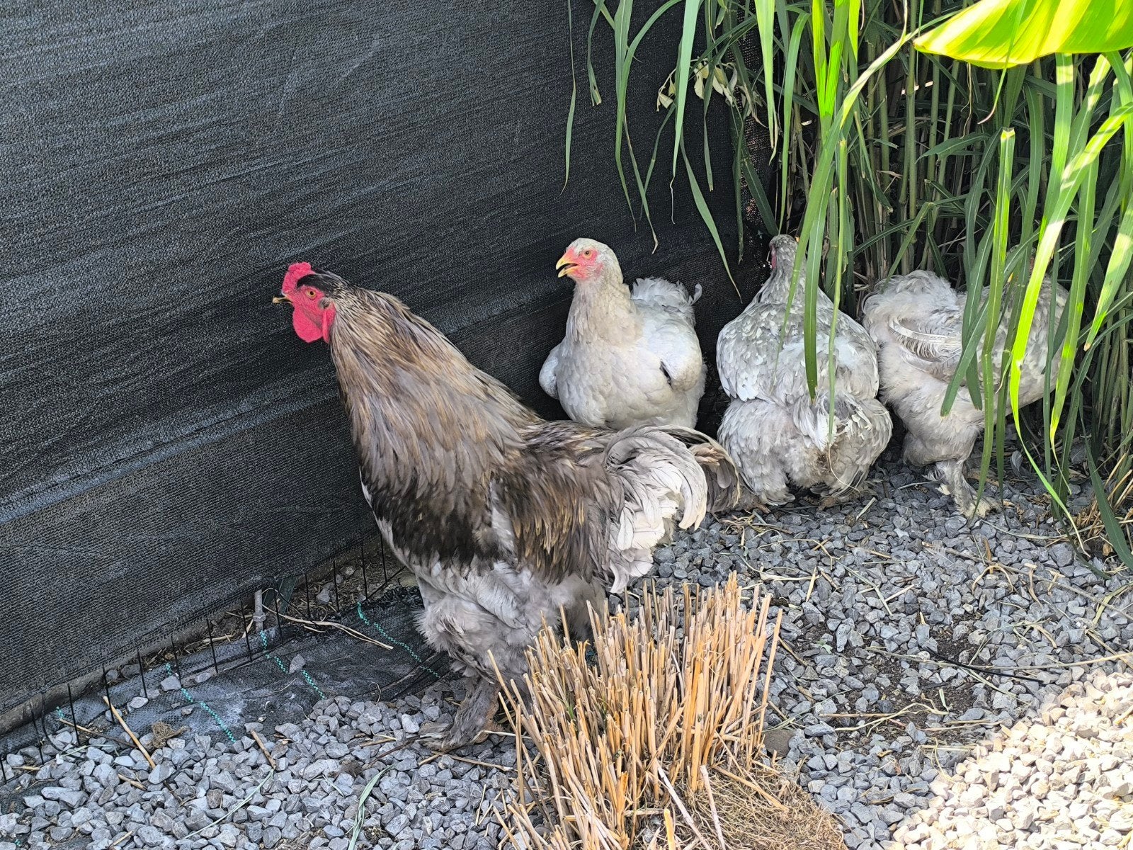 Brahma groothoender lavendel wit gepareld, Dieren en Toebehoren, Pluimvee