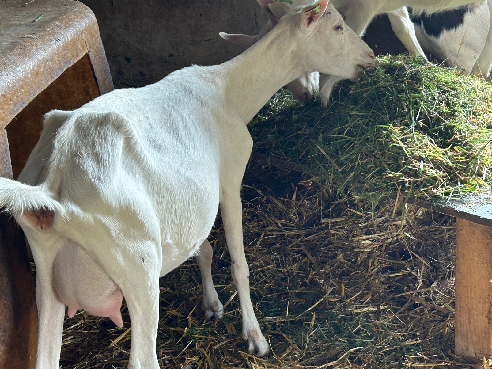 Saanen melkgeiten, Dieren en Toebehoren