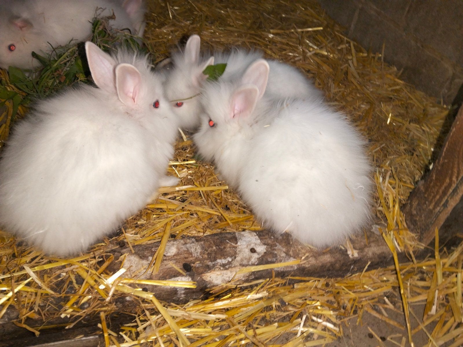 Lapins naine (lapins blanche Tete de lion yeux bleu)