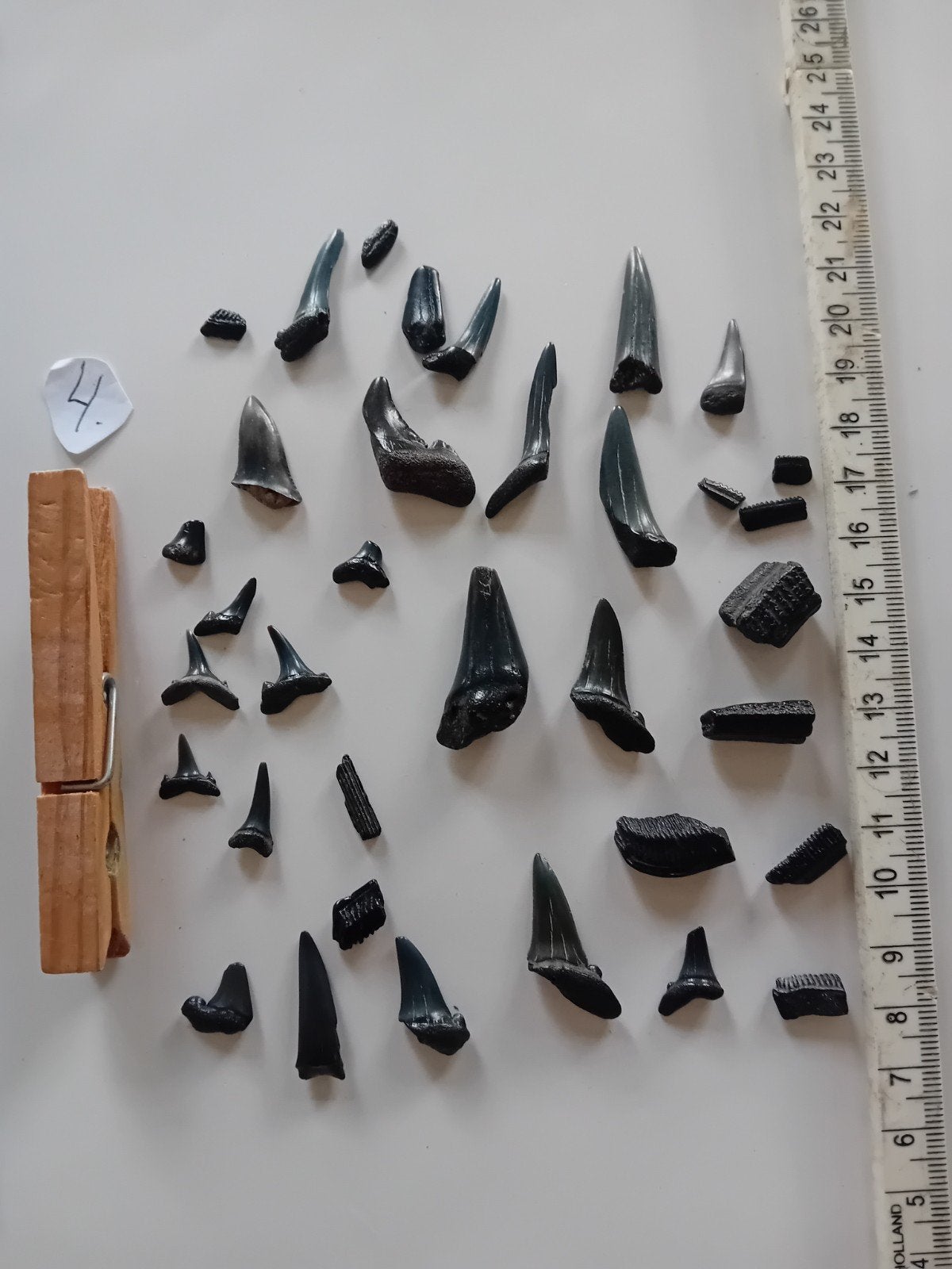 Sac n 4. Dents de requin. Fossiles, Collections, Enlèvement, Fossile