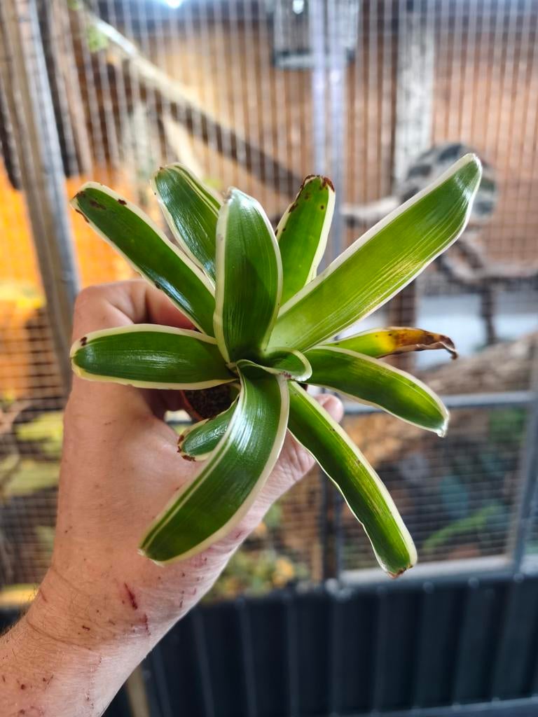 Neoregelia Fireball Variegata, Ophalen