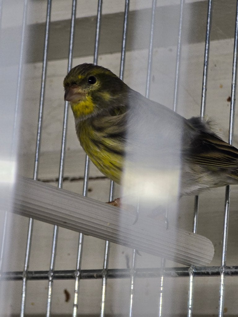 Cini europese kanarie, Mâle, Canari de couleur