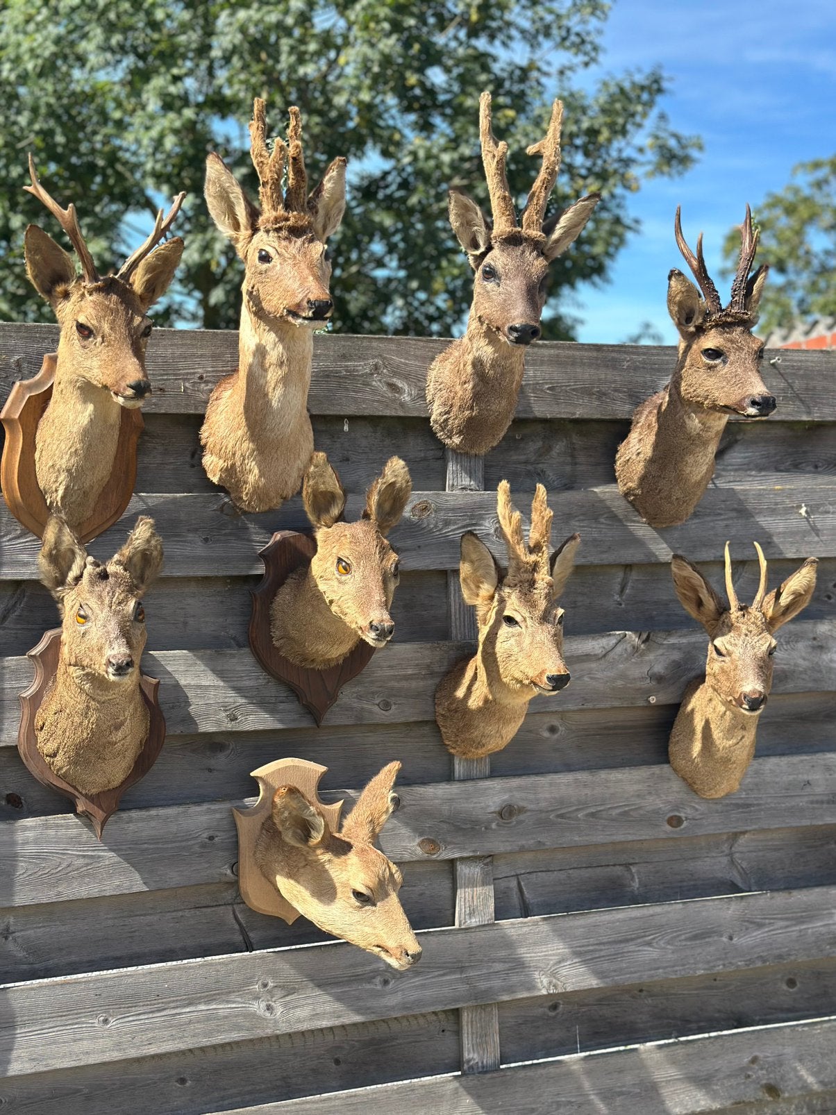 Te koop dieren opgezette, Enlèvement