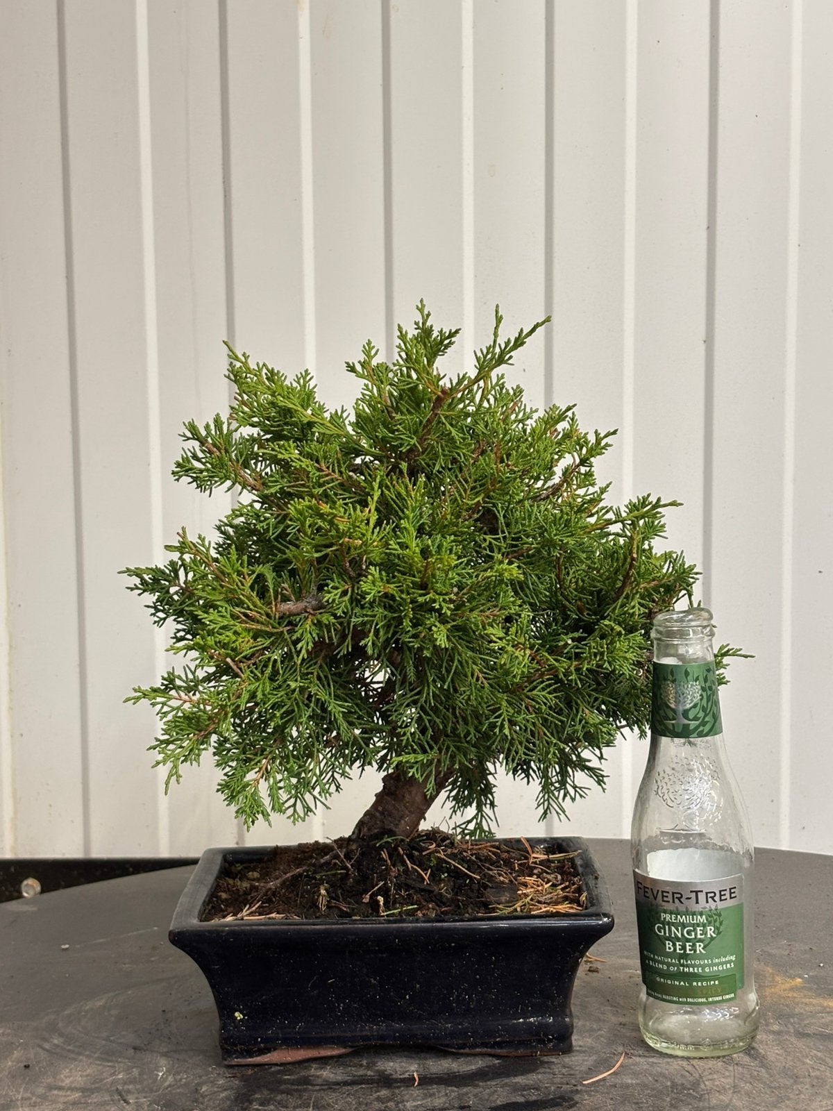 Bonsaï juniperus itoigawa, Jardin & Terrasse, Enlèvement