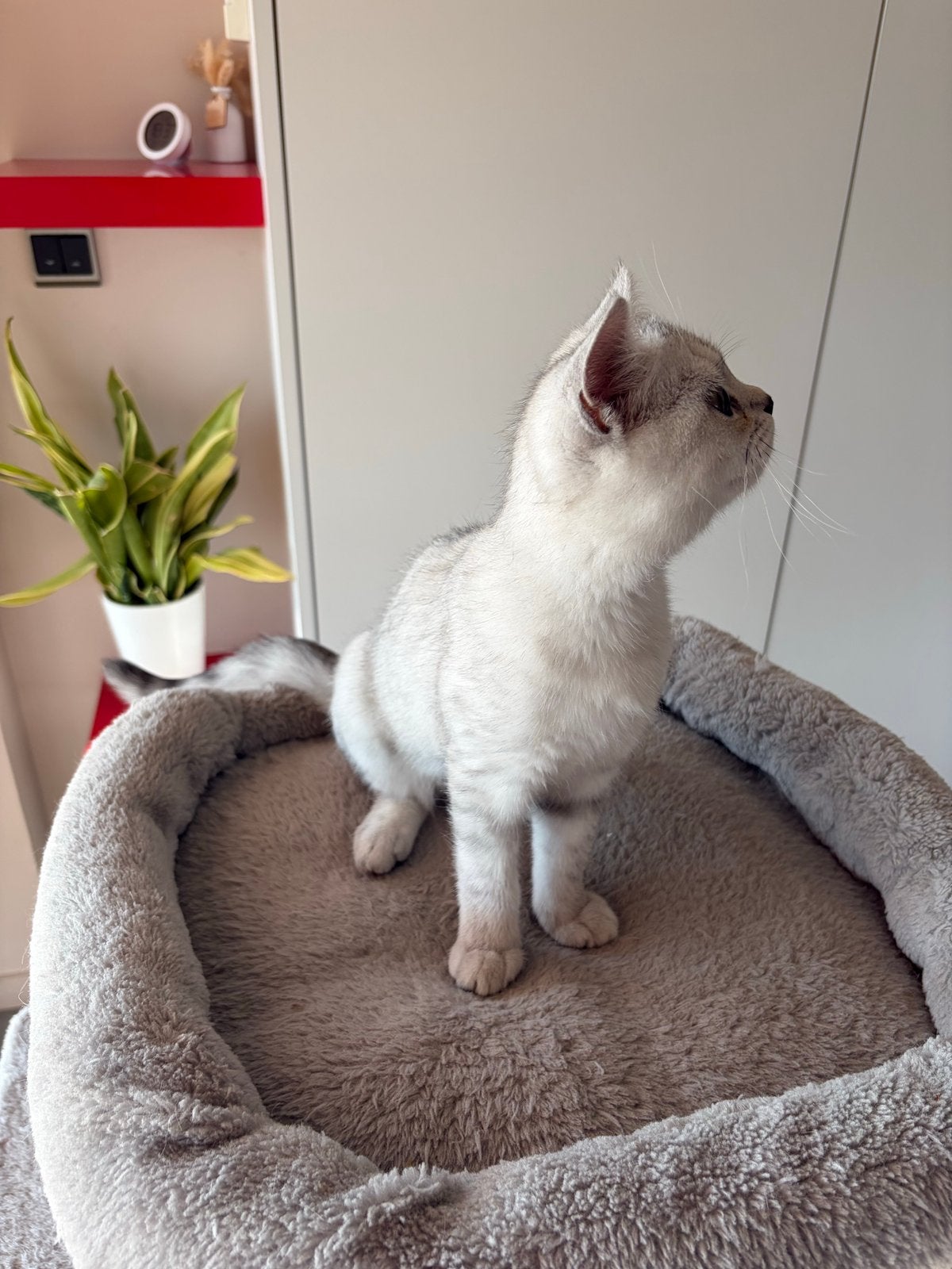 Britse korthaar - silver taby, Chatte ou Chat, Avec puce électronique, 0 à 2 ans