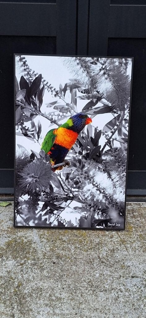 Kleurrijke Lorikeet foto door David Law (Parijs)., Antiquités & Art, Art | Dessins & Photographie, Enlèvement ou Envoi, Photo