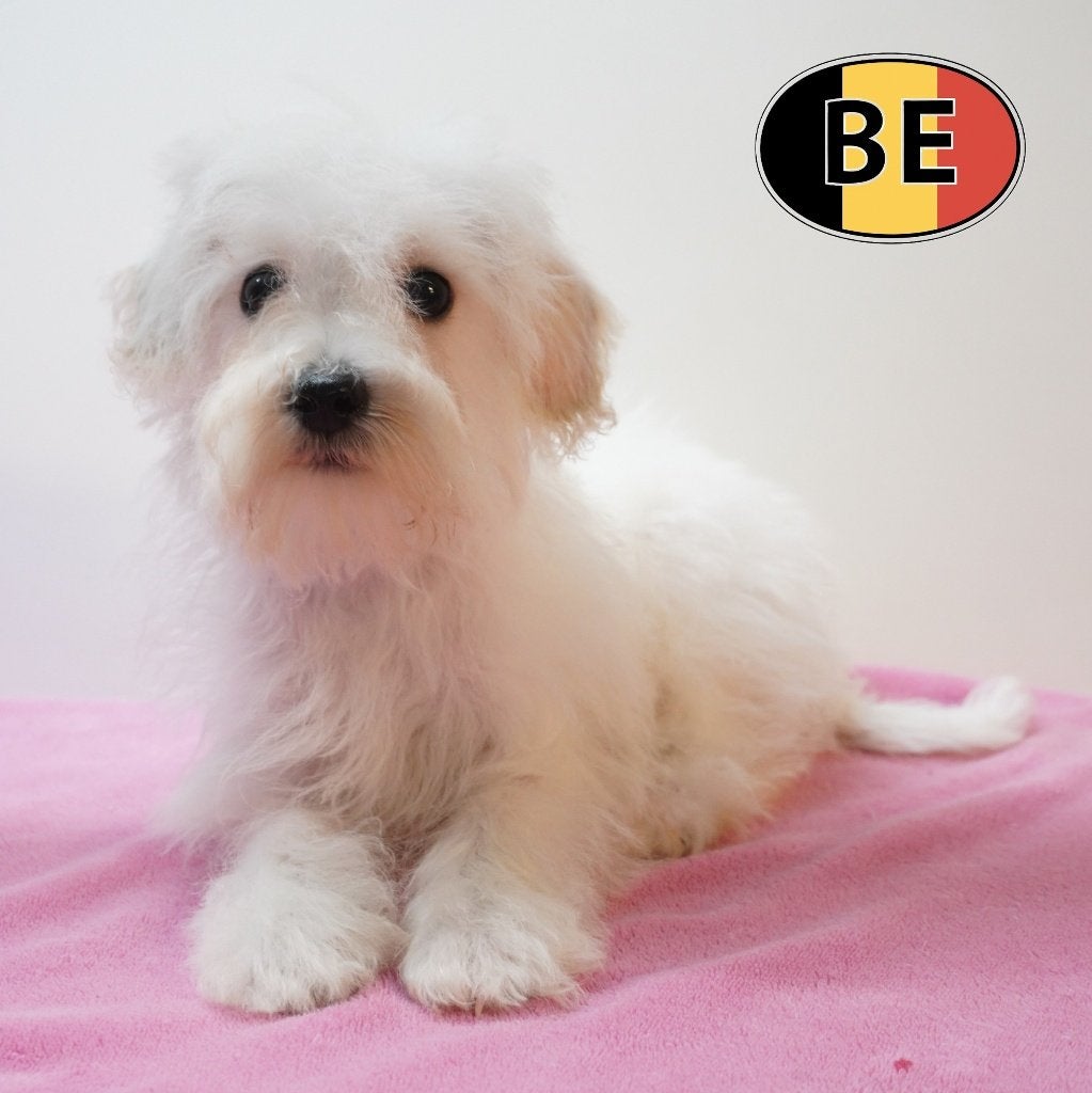 Schnoodle (Poedel X Schnauzer) Belgische pups te koop, Dieren en Toebehoren, Parvo, België, Handelaar, 8 tot 15 weken