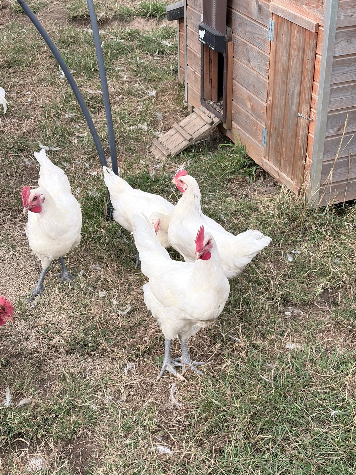 Haantjes (Poule de Bresse), Dieren en Toebehoren, Mannelijk, Kip