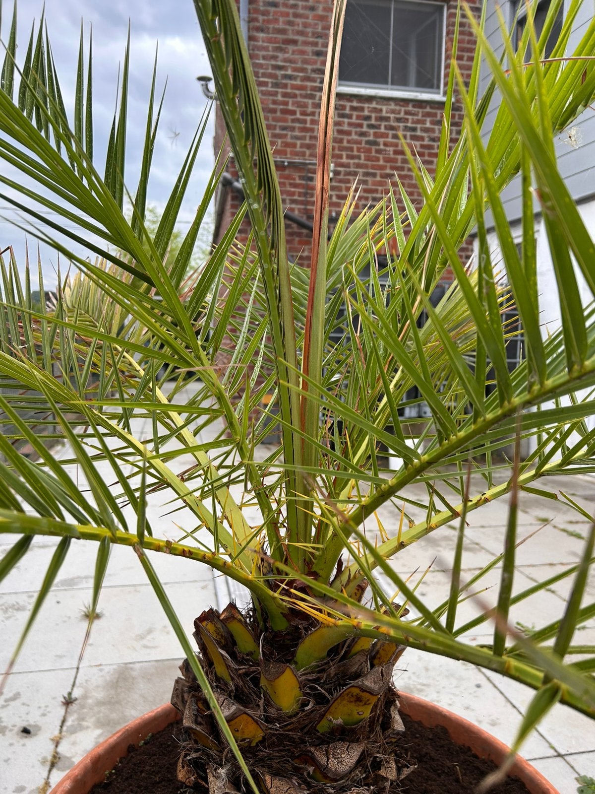 Palmboom, Tuin en Terras, Ophalen of Verzenden