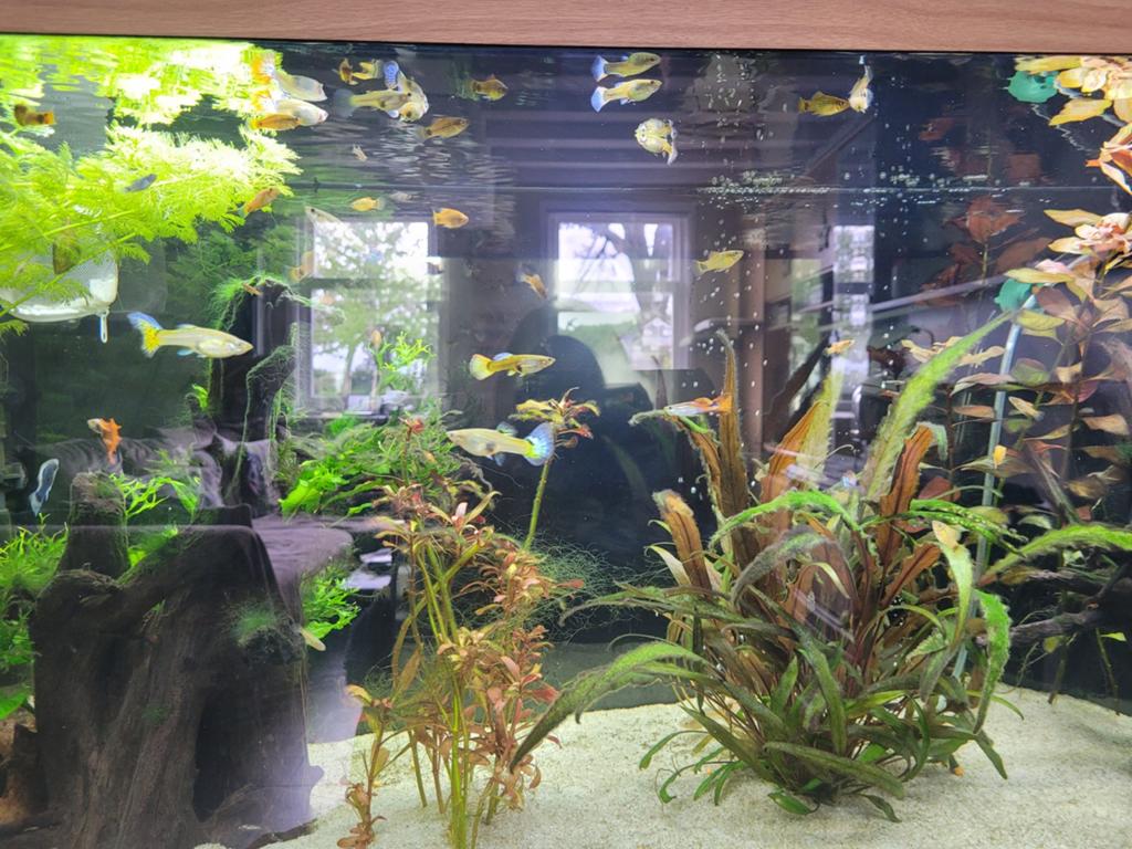 Aquarium benodigdheden