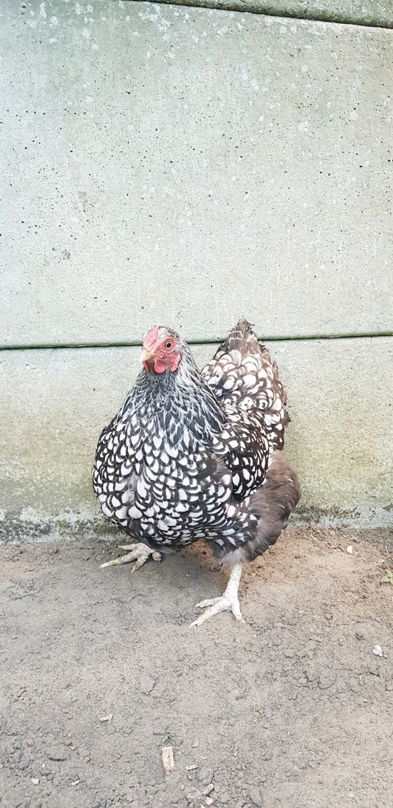 Wyandotte kip, Dieren en Toebehoren, Kip