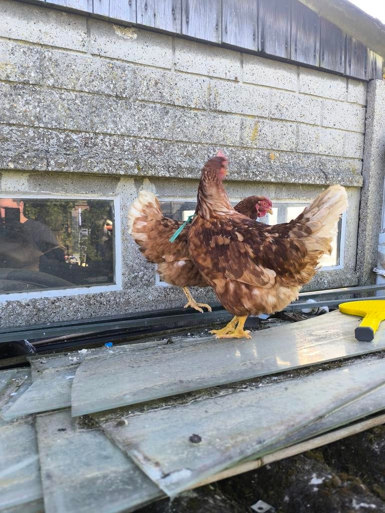 Bruine legkippen, Dieren en Toebehoren, Pluimvee