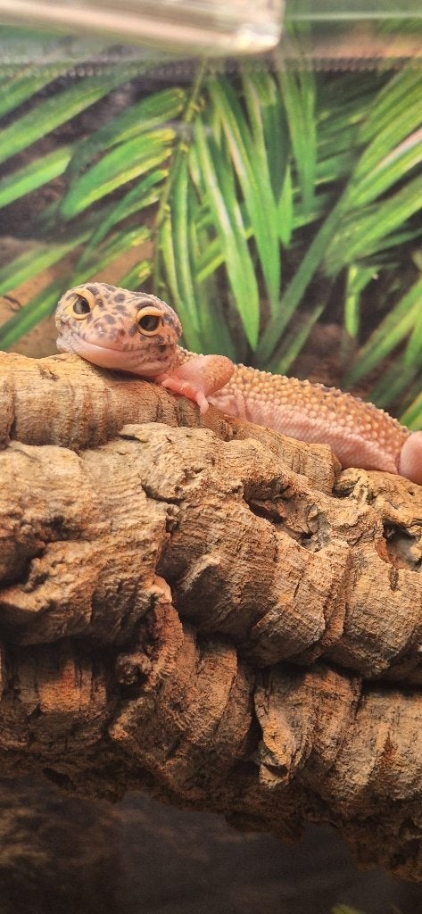 Luipaardgekko (F, 2023), Dieren en Toebehoren, Reptielen en Amfibieën, Overige soorten, 3 tot 6 jaar, Tam