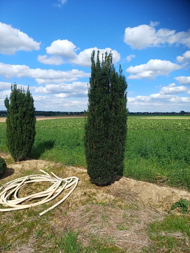 Taxus fastigiata (riemst), Tuin en Terras, Ophalen
