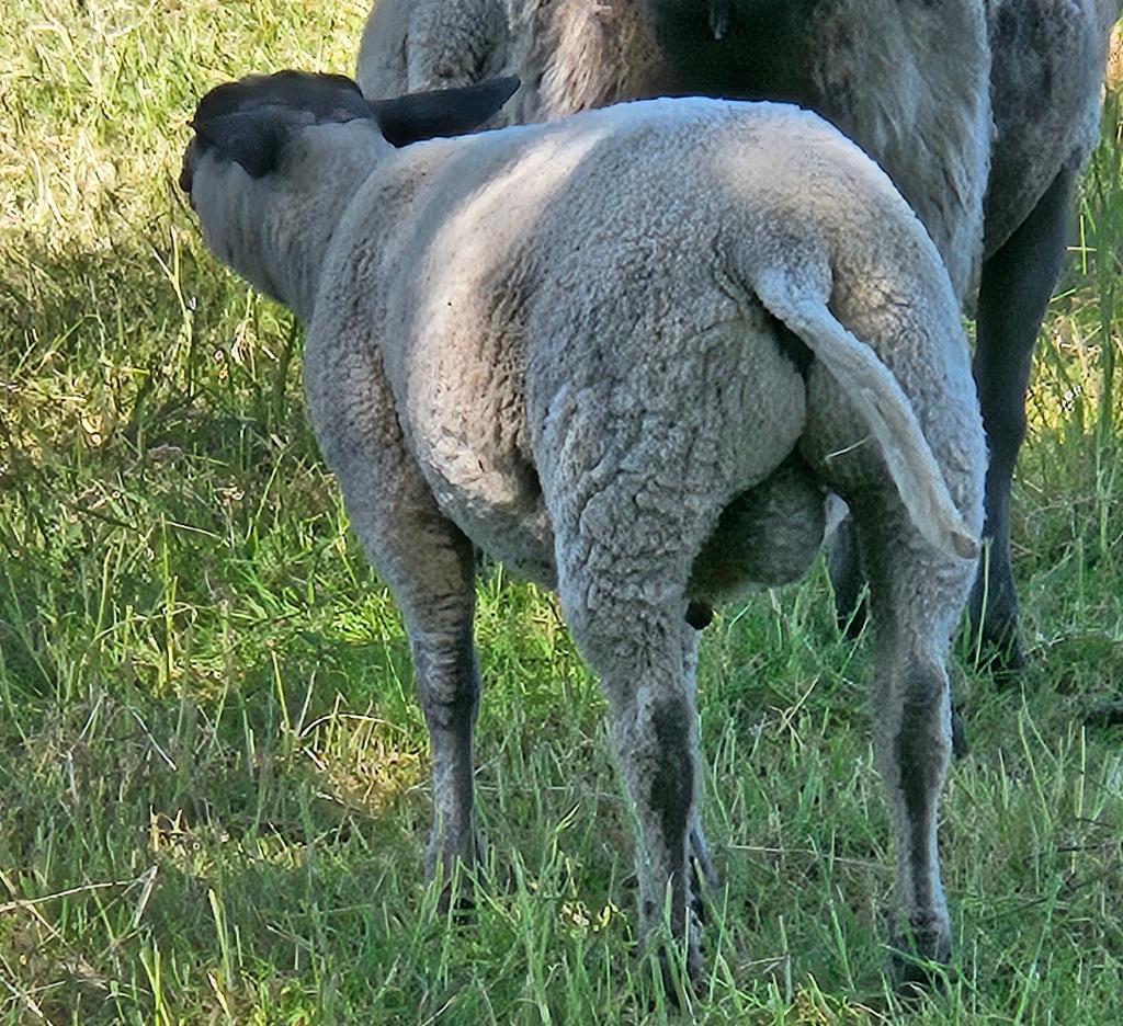 Schapen, Mannelijk, Schaap, 0 tot 2 jaar