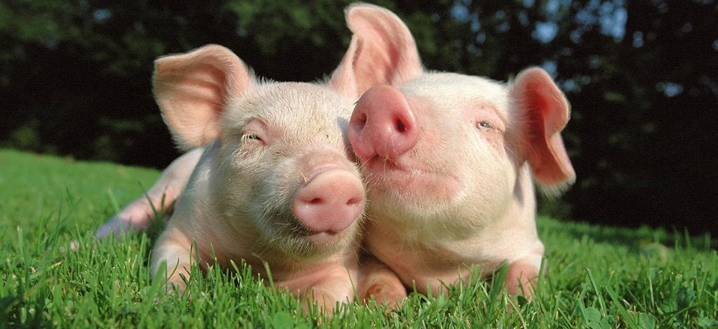 NER'S varkens, Varken