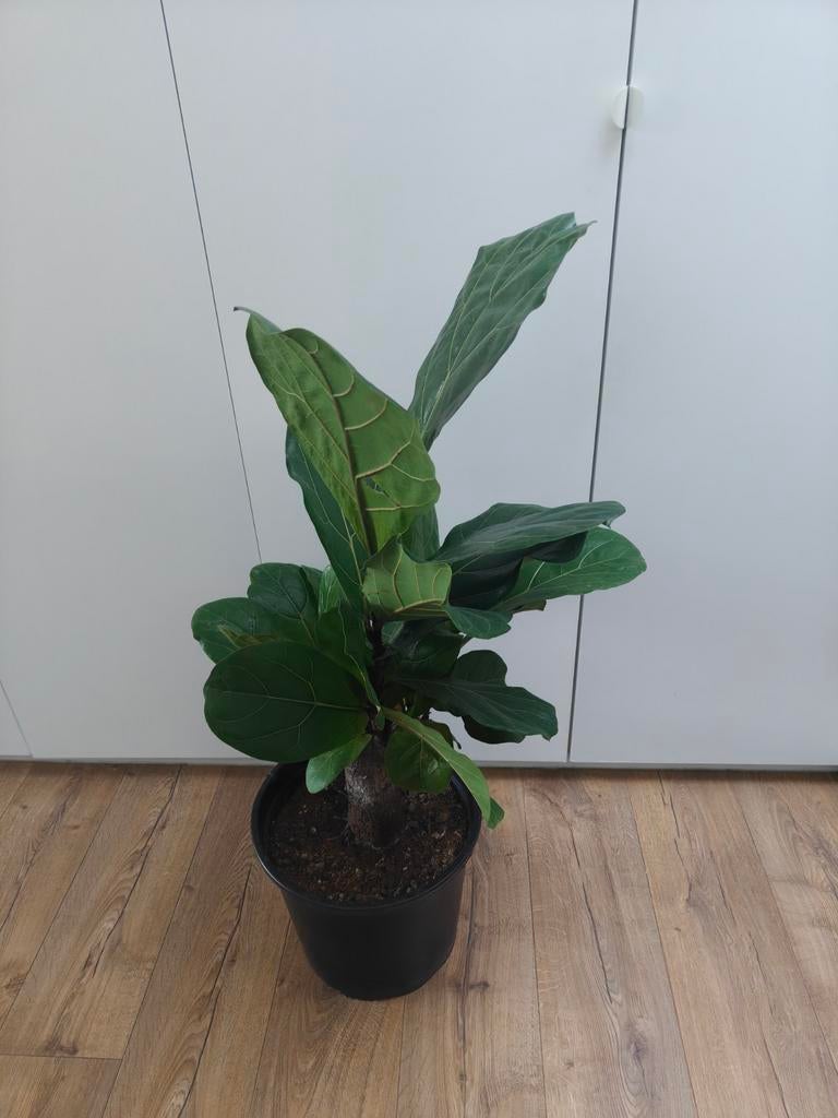 Ficus Lyrata, Enlèvement, Ficus