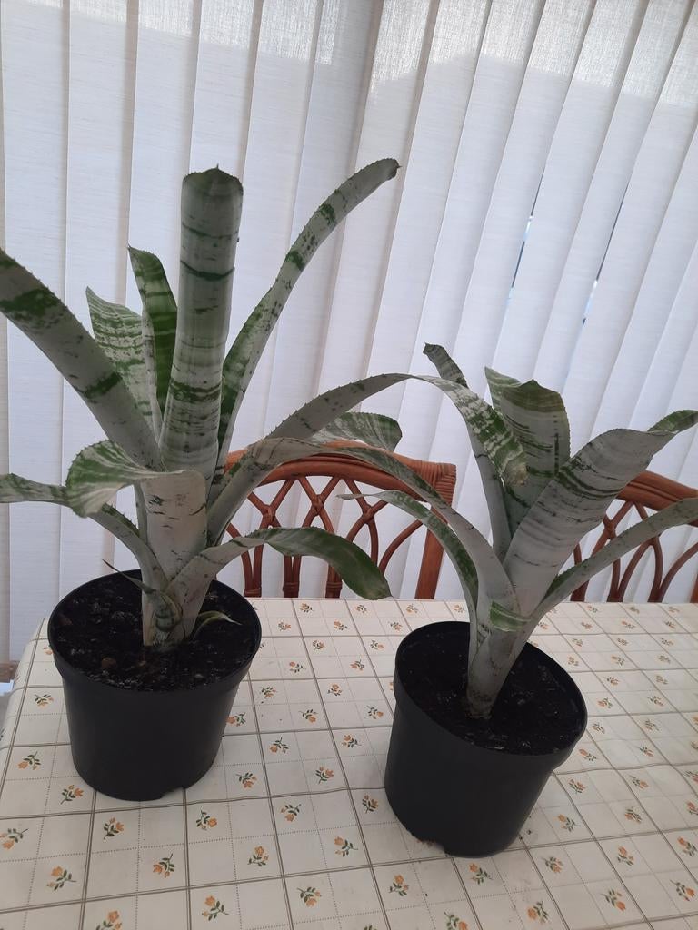Kamerplant (Bromelia), Ophalen