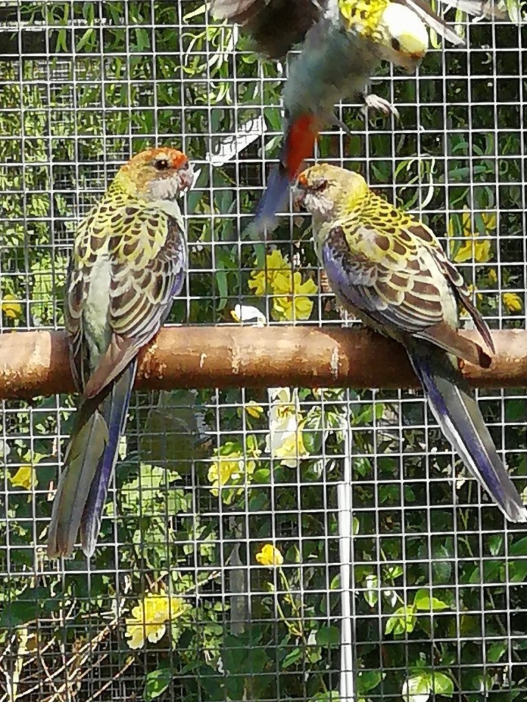 bleekkop rosella, Dieren en Toebehoren, Mannelijk, Parkiet, Geringd