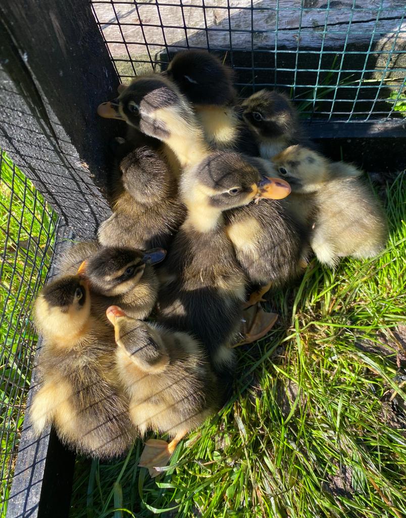 Kuikens loopeend, Dieren en Toebehoren, Eend