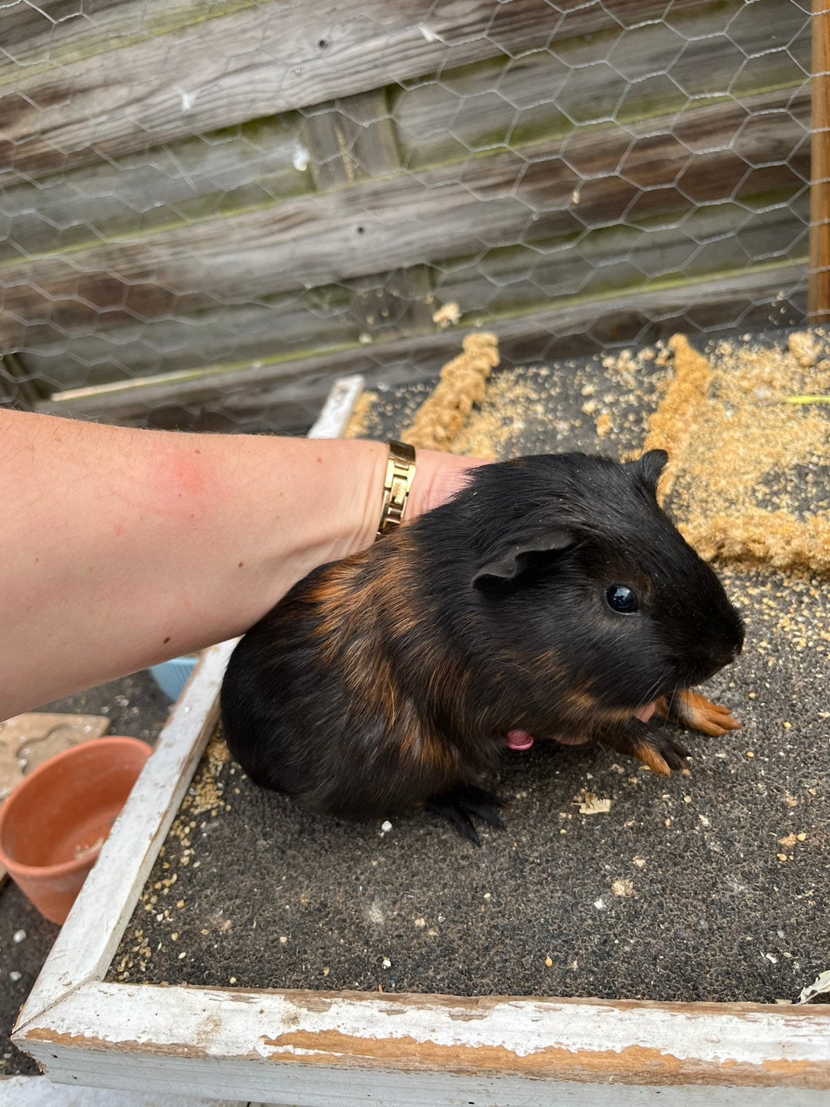 Cavia beertjes, Dieren en Toebehoren, Knaagdieren, Mei, Mannelijk, Cavia