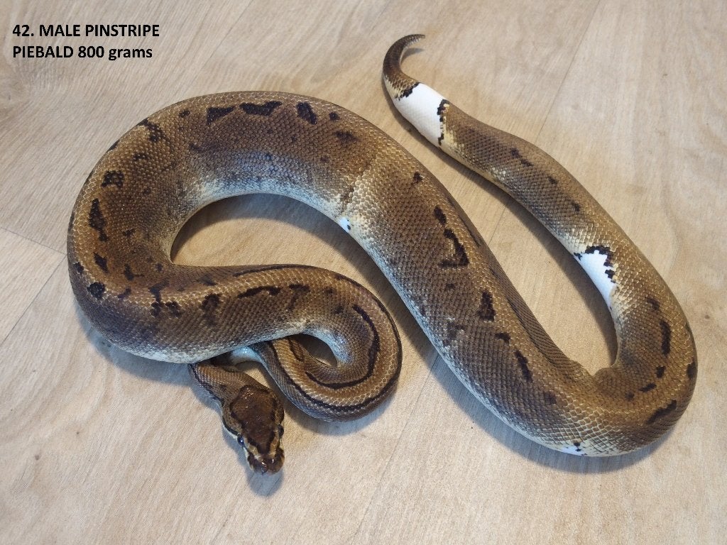 Koningspythons halfwas en volwassen kweekdieren deel 2 Ball Python photo 18