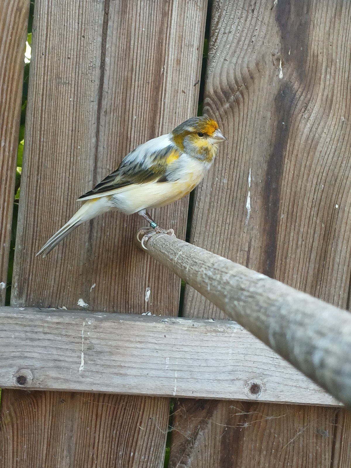 kweekkoppel kanarie, Dieren en Toebehoren, Vogels | Overige Vogels