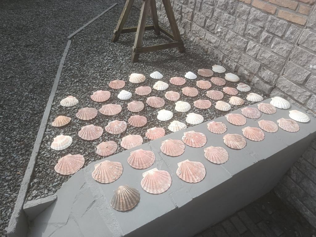 59 sint- Jacobs schelpen in goede staat, Ophalen