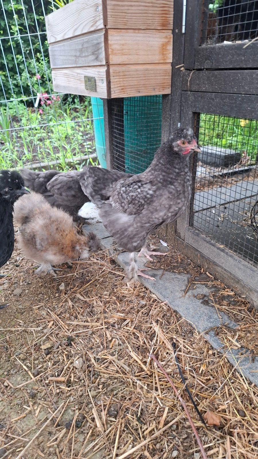 Zijndehoender haantje (3 maanden), Dieren en Toebehoren