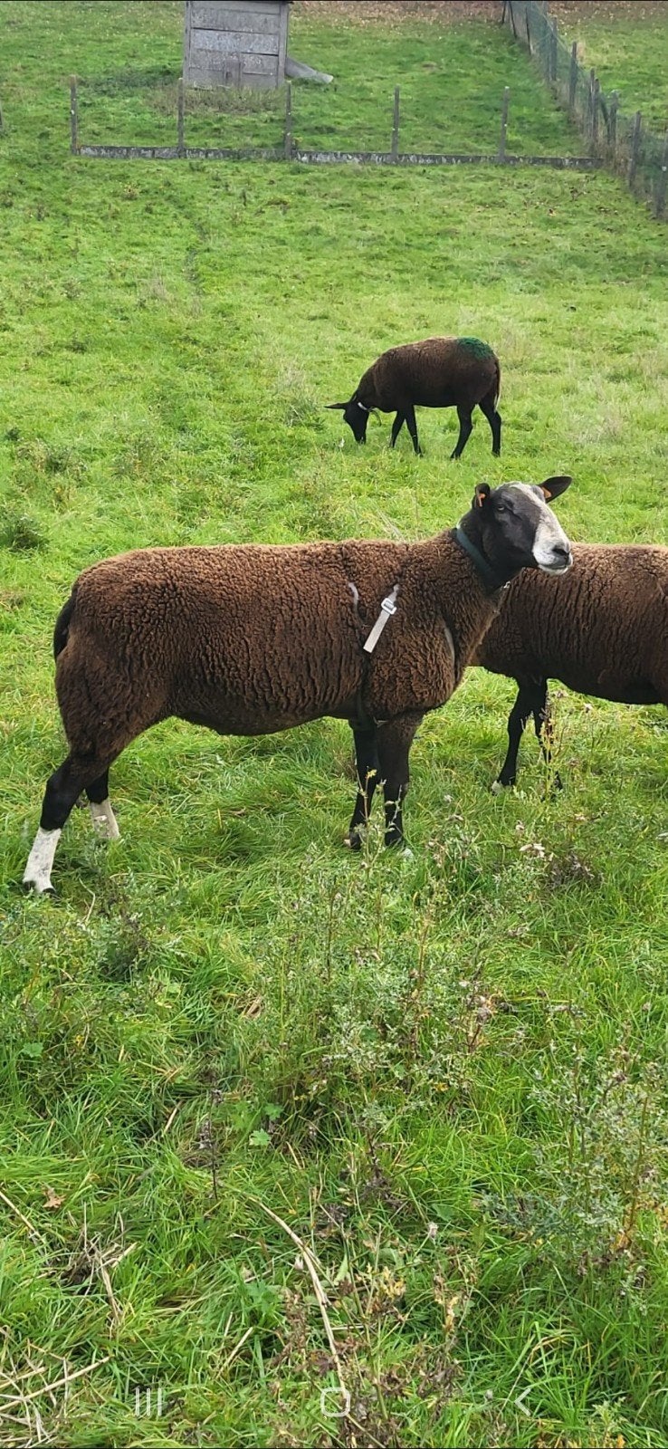 Zwartbles ram, Dieren en Toebehoren, Mannelijk, Schaap, 3 tot 5 jaar