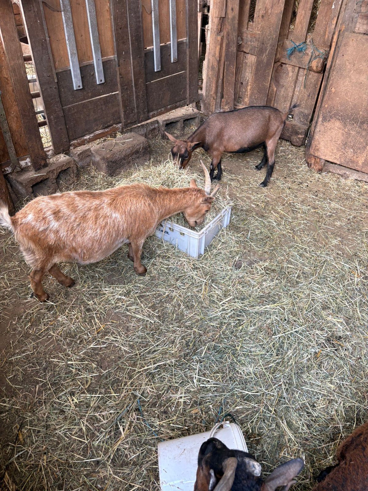 2 dwerggeiten, Dieren en Toebehoren, Vrouwelijk, Geit, 0 tot 2 jaar