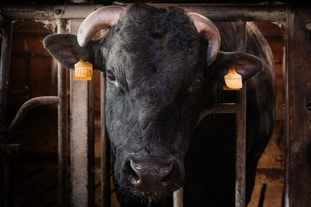 stier Wagyu, Dieren en Toebehoren, Runderen, Mannelijk, 11 jaar of ouder