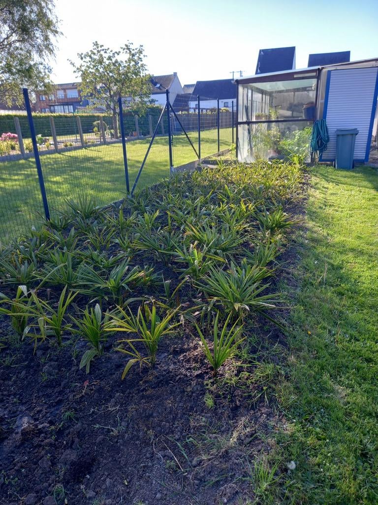 Palmiers, propre culture., Enlèvement
