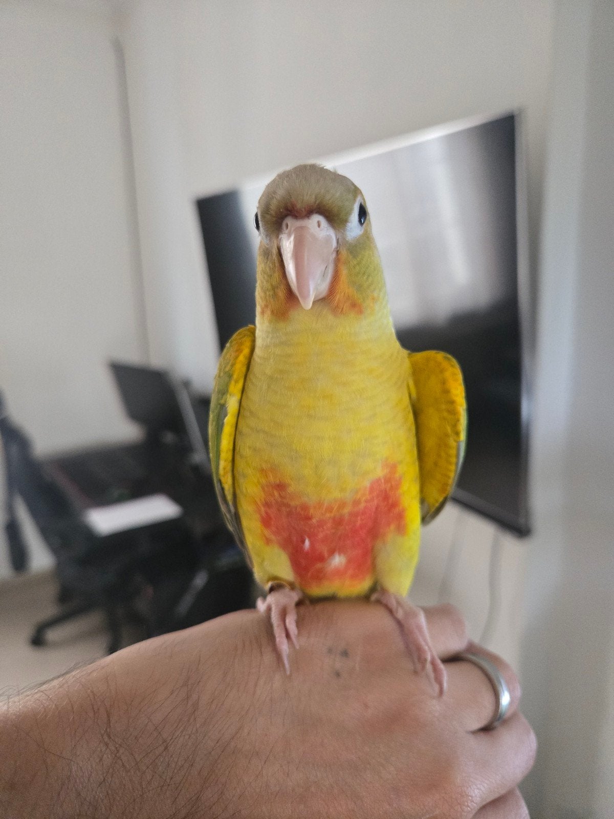 Conure opaline ananas 2mois endémi