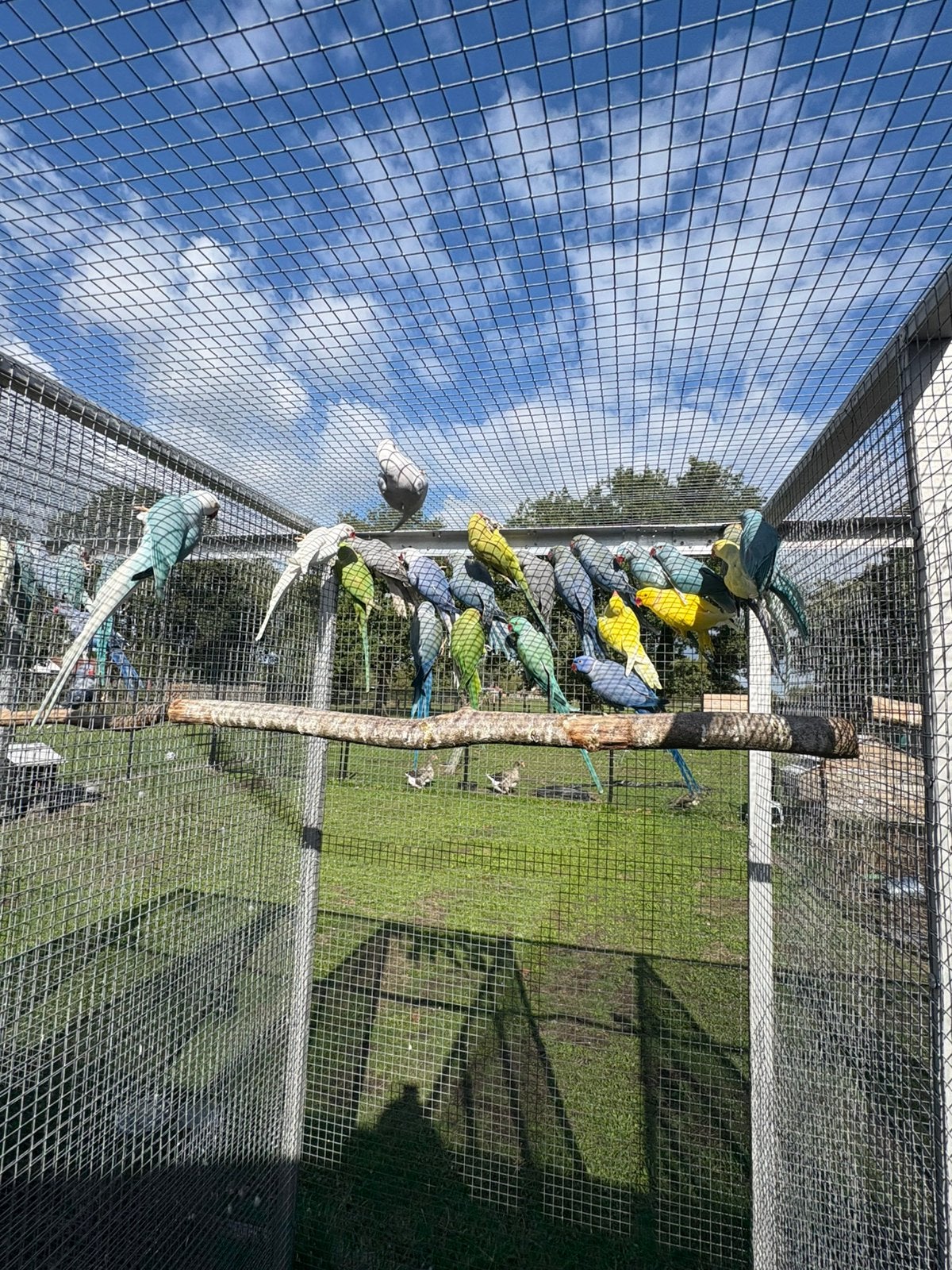 Halsbandparkieten jonge en broedrijpe koppels, Dieren en Toebehoren, Meerdere dieren, Parkiet, Geringd
