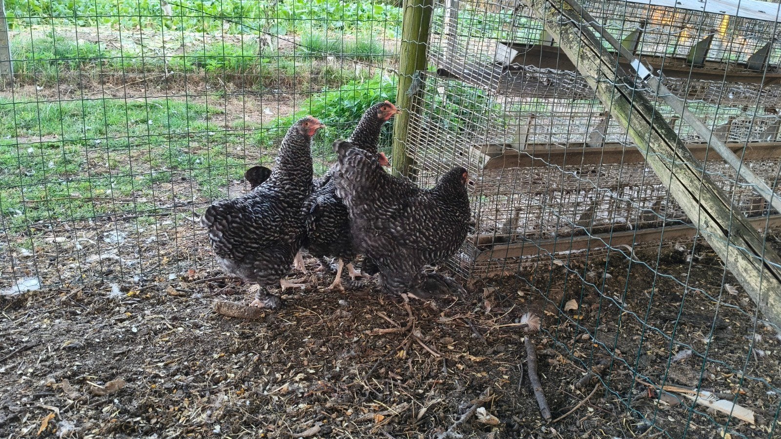 kweektoom Mechelse koekoek (4 +1), Dieren en Toebehoren, Pluimvee, Meerdere dieren, Kip