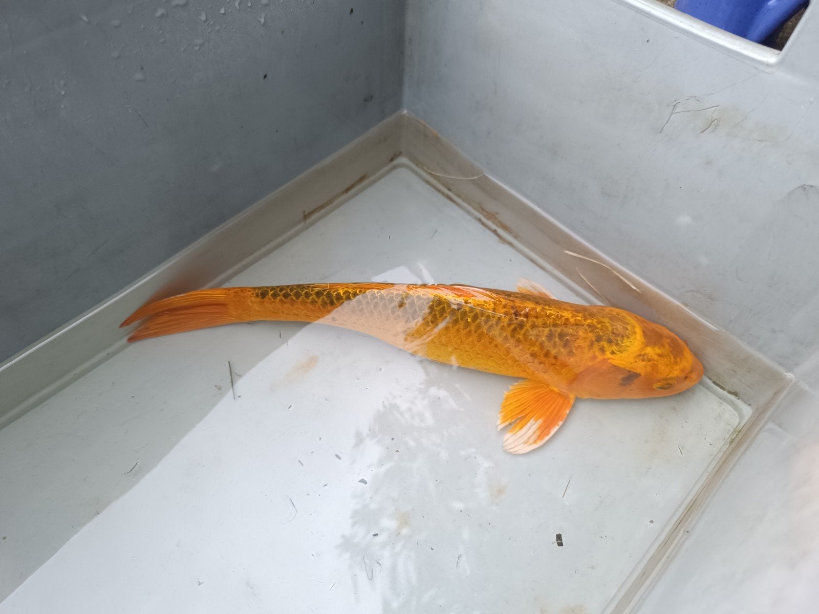 koi