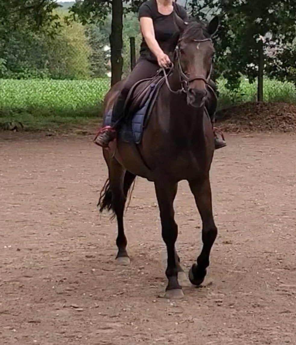Leuk, lief en betrouwbaar familie paard met een top karakter, Z, 11 ans ou plus, Hongre, Avec pedigree