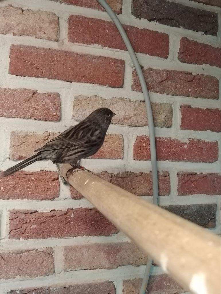 Zwart wit split kobalt, Dieren en Toebehoren, Vogels | Overige Vogels