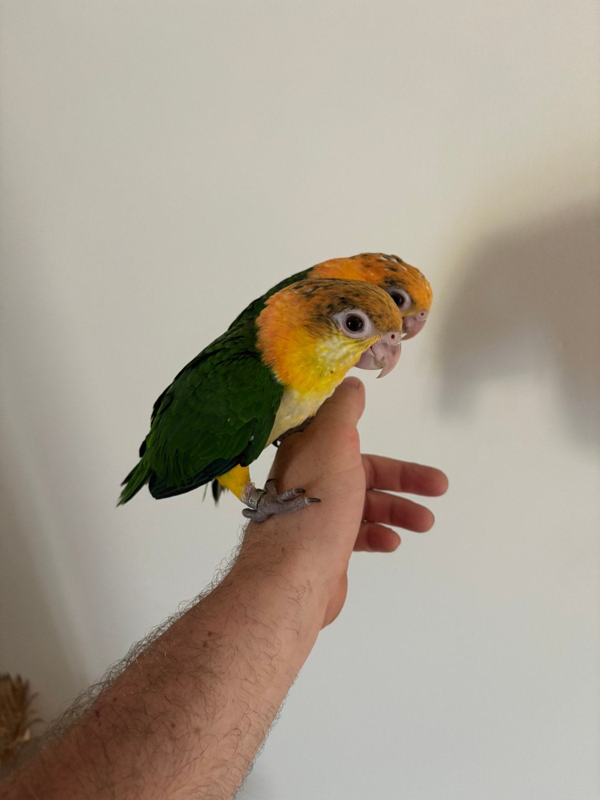 Supertamme roestkoppen, Sexe inconnu, Perroquet, Bagué